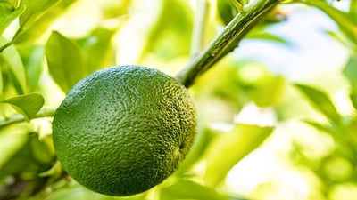 Citrus aurantium