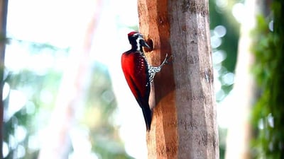 Crimson Backed Flameback