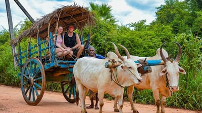 Bullock Cart Rides