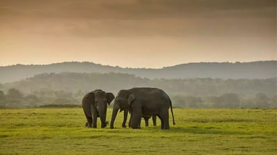 Kaudulla National Park