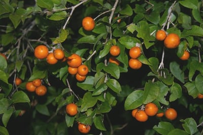 Strychnos nux-vomica