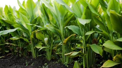 Curcuma longa