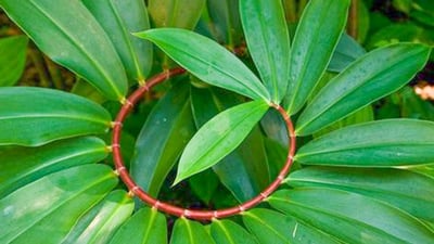 Costus speciosus