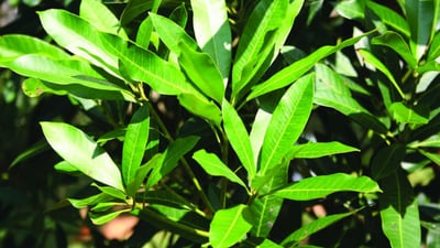 Mangifera zeylanica