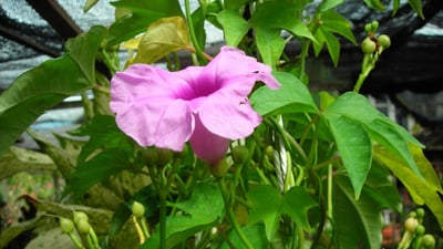 Ipomoea mauritiana (Kiri badu)