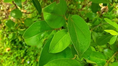 Gymnema sylvestre