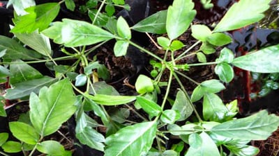 Munronia pinnata