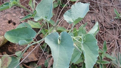 Aristolochia bracteolata