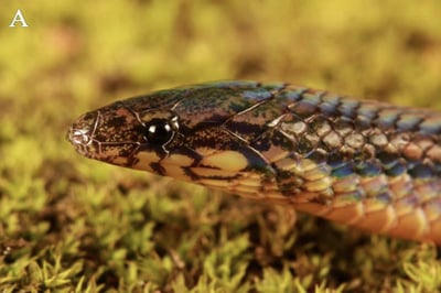 Herpetofauna