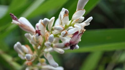 Codariocalyx motoriusAlpinia calcarata