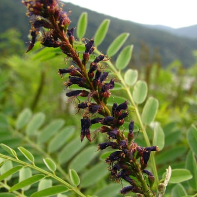 Glycyrrhiza glabra
