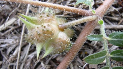Tribulus terrestris