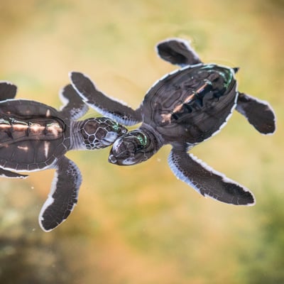 Sea Turtles