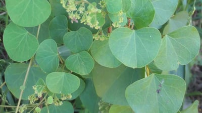 Cissampelos pareira  var. hirsuta
