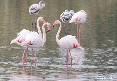 Flamingo
