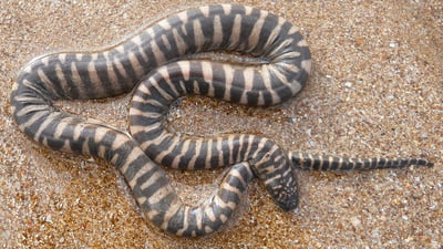 Wart Snake
