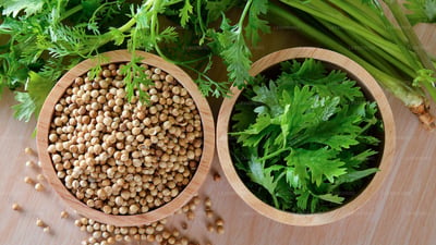 Coriander