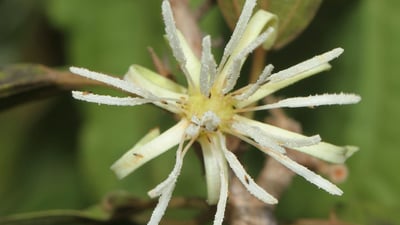 Alangium salviifolium