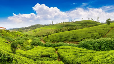 Court Lodge Tea Estate