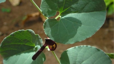 Aristolochia bracteolata