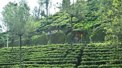 Waltrim Tea Estate