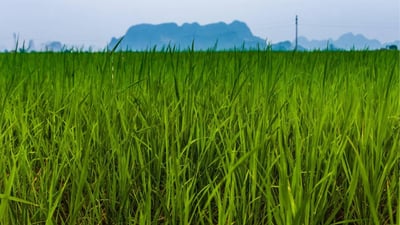 The Paddy Field (Kumbura)