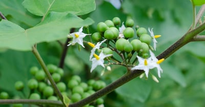 Solanum torvum