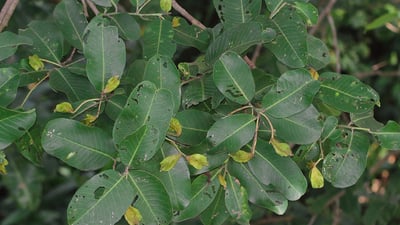 Kumbuk