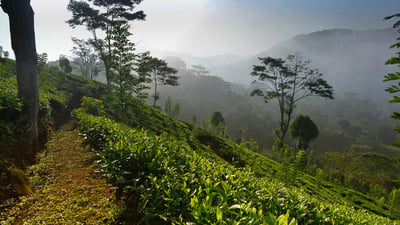 Lumbini Tea Estate