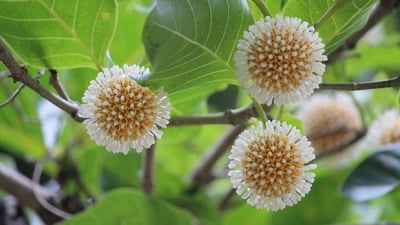 Nauclea orientalis