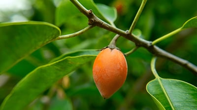 Mimusops elengi (Spanish cherry)