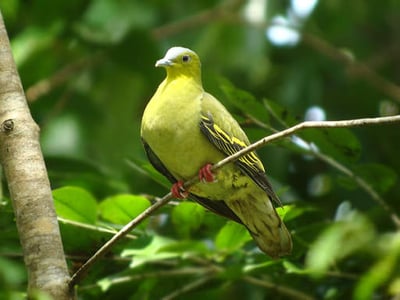 Ceylon Green Pigeon