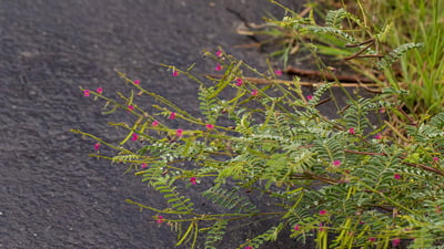 Tephrosia purpurea