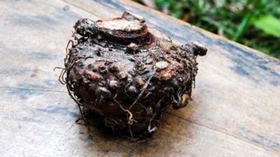 Elephant Foot Yam