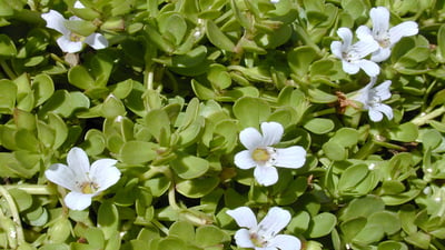 Bacopa monnieri