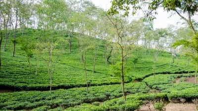 Shawlands Tea Estate