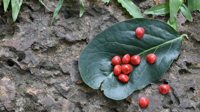 Adenanthera pavonina (Madatiya)