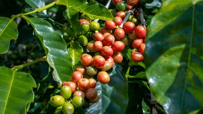 Coffea arabica