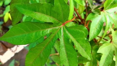 Ipomoea mauritiana (Kiri badu)