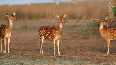 Wilpattu