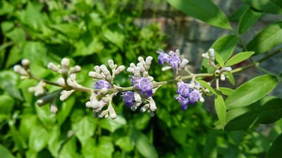 Vitex negundo