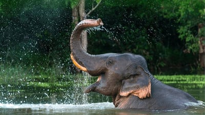 Elephant bathing
