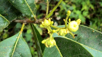 Acronychia pedunculata