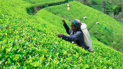 Tea Pluckers