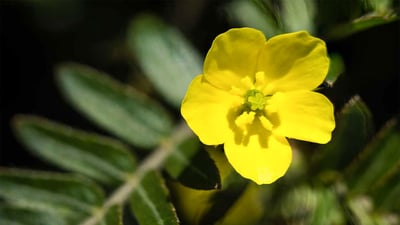 Tribulus terrestris