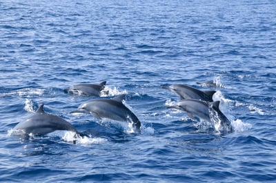 Dolphins