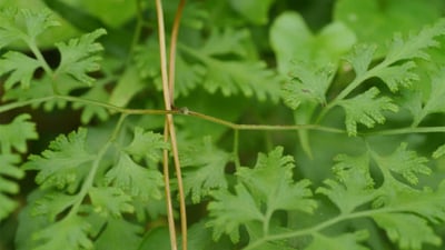 Lygodium flexuosum