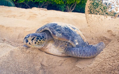 Rekawa Turtle Observation Camp