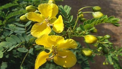 Cassia auriculata