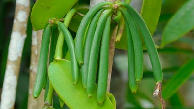 Vanilla fragrans